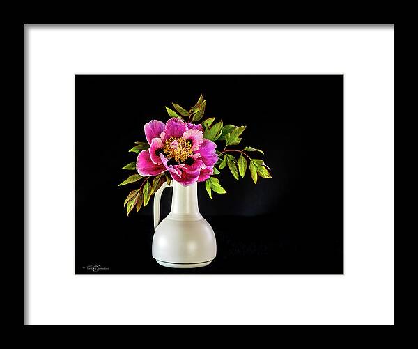 Tree Peony Framed Print featuring the photograph Tree peony in full blown Lan He Paeonia suffruticosa rockii i by Torbjorn Swenelius