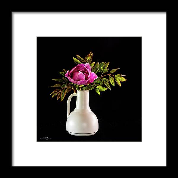 Tree Peony Framed Print featuring the photograph Tree peony Lan He Paeonia suffruticosa rockii in a white vase on a black background by Torbjorn Swenelius
