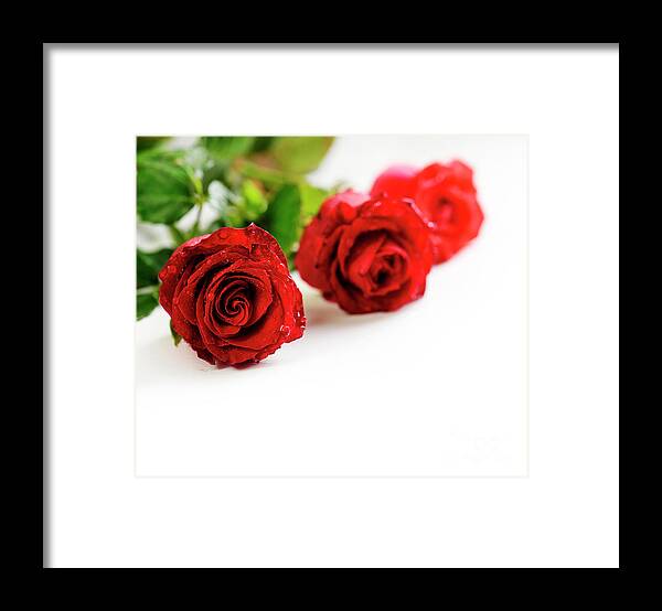 Roses Framed Print featuring the photograph Tree Red Roses on white by Jelena Jovanovic