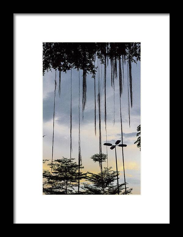 Tree Framed Print featuring the photograph Tree Silhouette by Elaine Teague