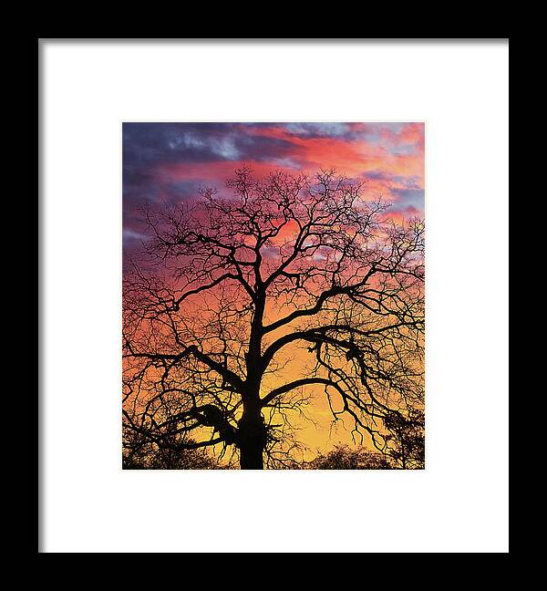 Bark Framed Print featuring the photograph Tree Sillouette at Sunset by Darryl Brooks