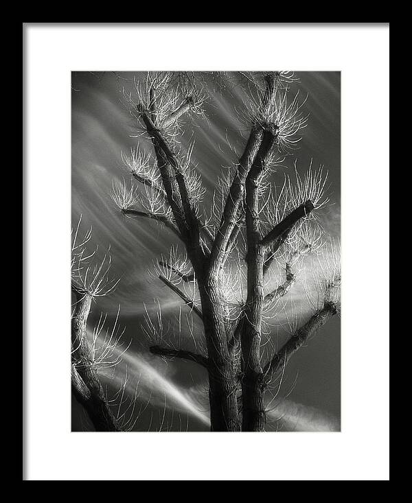 Monochrome Framed Print featuring the photograph Tree Spirit by Richard Cummings