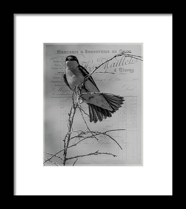 Bird Framed Print featuring the photograph Tree Swallow by Cathy Kovarik