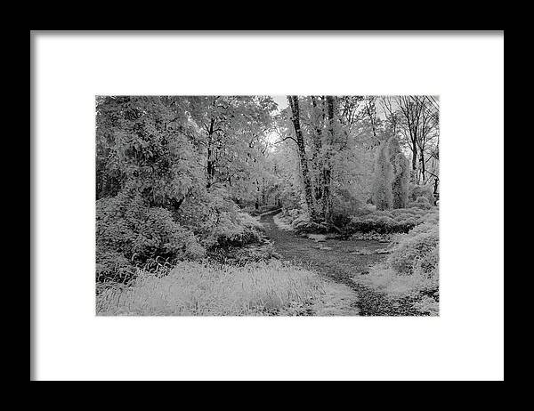 Trees Framed Print featuring the photograph Trees along the path in infrared by Alan Goldberg