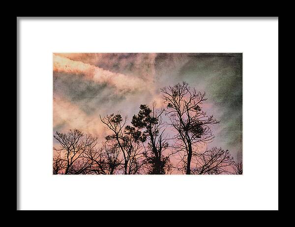 Trees Framed Print featuring the photograph Trees at sunset by Yasmina Baggili