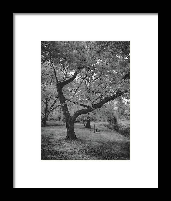 Infrared Framed Print featuring the photograph Trees at the park in black and white by Alan Goldberg