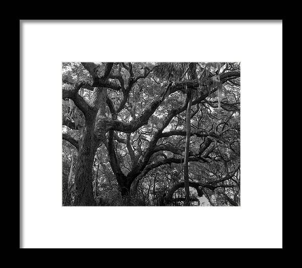 Horizontal Framed Print featuring the photograph Trees, Tide Views Preserve, 2006 by John Simmons