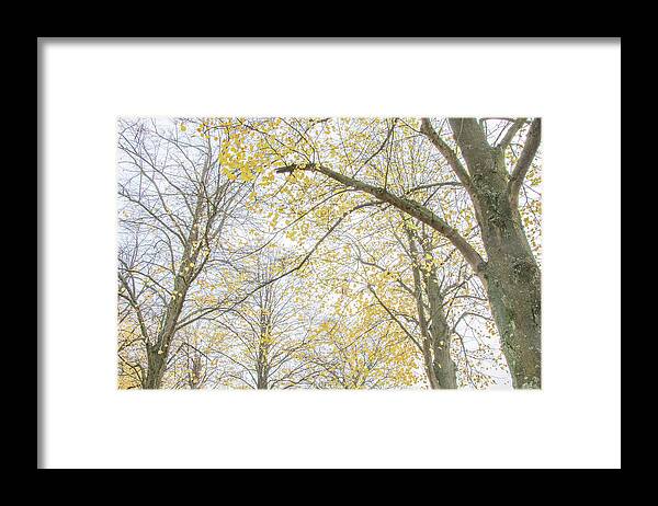 Trent Park Framed Print featuring the photograph Trent Park Trees Fall 13 by Edmund Peston