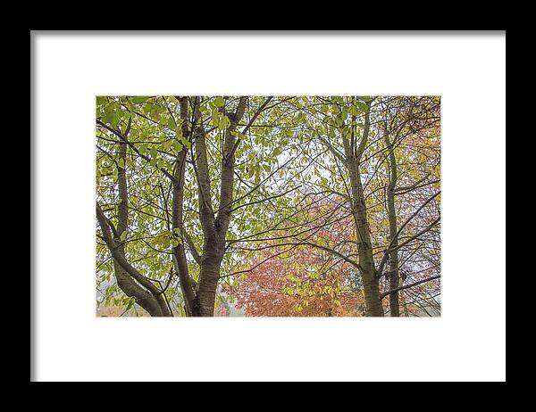 Trent Park Framed Print featuring the photograph Trent Park Trees Fall 5 by Edmund Peston