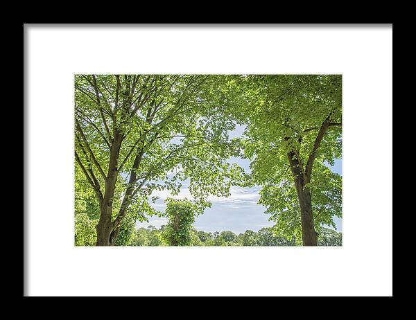Trent Park Framed Print featuring the photograph Trent Park Trees Summer 1 by Edmund Peston