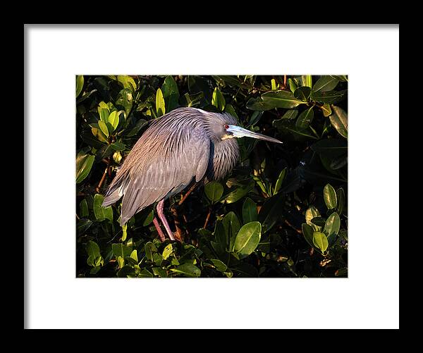 Tricolored Heron Framed Print featuring the photograph Tri Colored Heron Perched by Susan Candelario