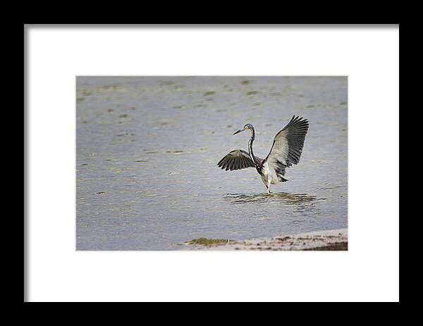 Tricolor Heron Framed Print featuring the photograph Tricolor Heron at Cedar Island North Carolina by Bob Decker
