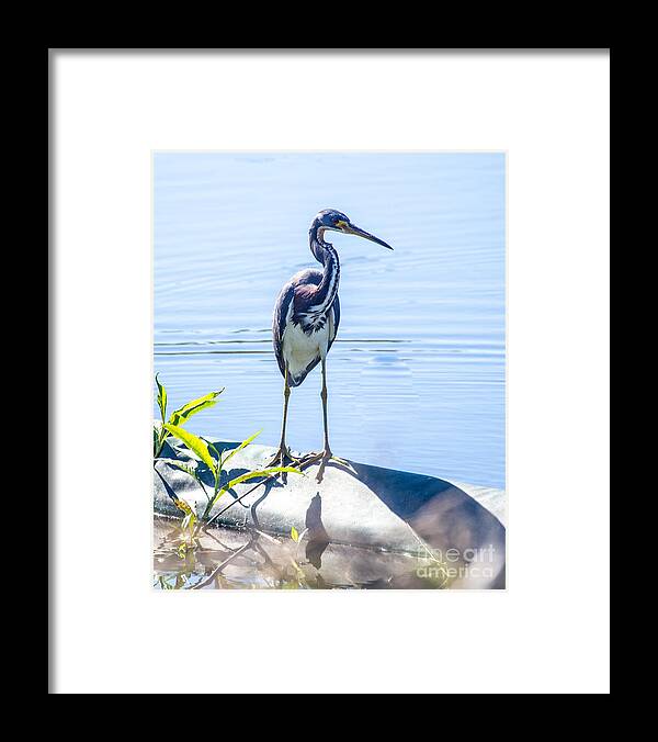 Tricolor Framed Print featuring the photograph Tricolor Heron Perched at the Circle B Bar Ranch in Lakeland Florida by L Bosco