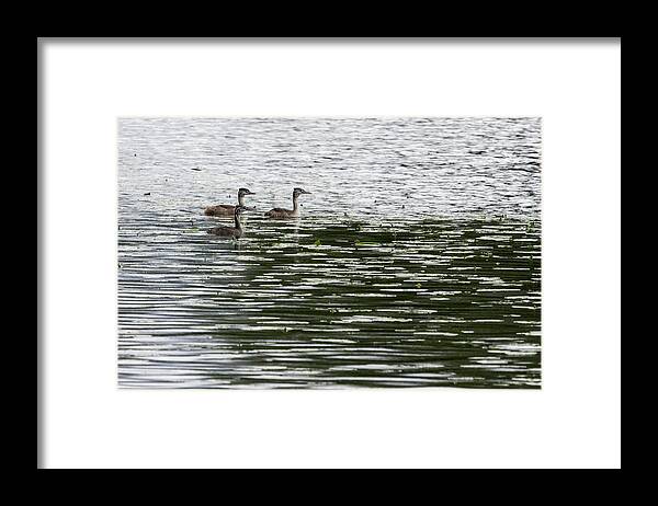 Finland Framed Print featuring the photograph Trio. Great crested grebe, young by Jouko Lehto