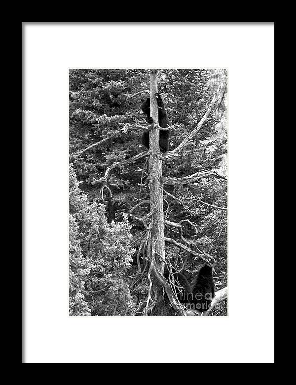 Black Bears Framed Print featuring the photograph Trio In The Tree Tops Of Yellowstone Black And White by Adam Jewell