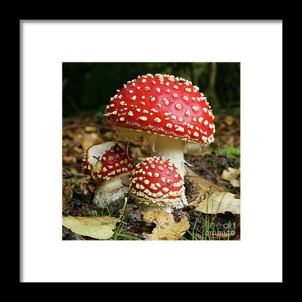 Fly Agaric Framed Print featuring the photograph Trio of Fly Agaric Fungi by Warren Photographic