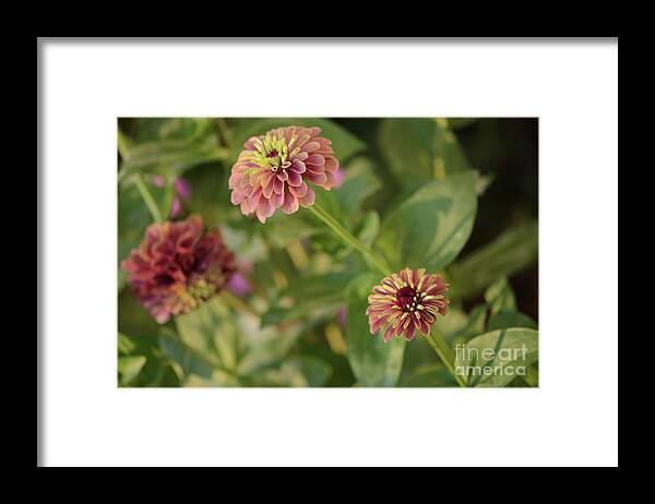 Queen Lime Red Zinnia Framed Print featuring the photograph Trio of Queen Lime Red Zinnias by Tamara Becker