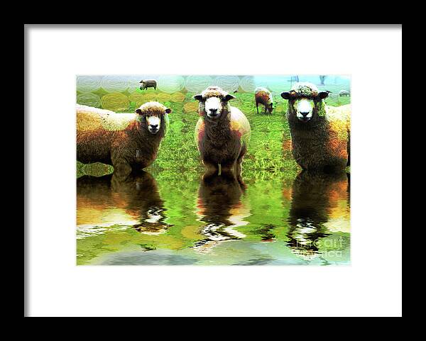 Et66 Faa Competition Entry Framed Print featuring the photograph Triple Sheep Edit This 66 by Jack Torcello