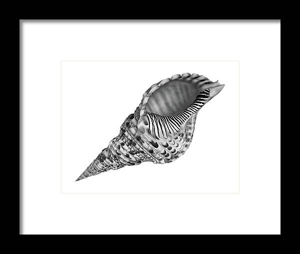 Seashell Framed Print featuring the photograph Triton Shell in Black and White by Gill Billington