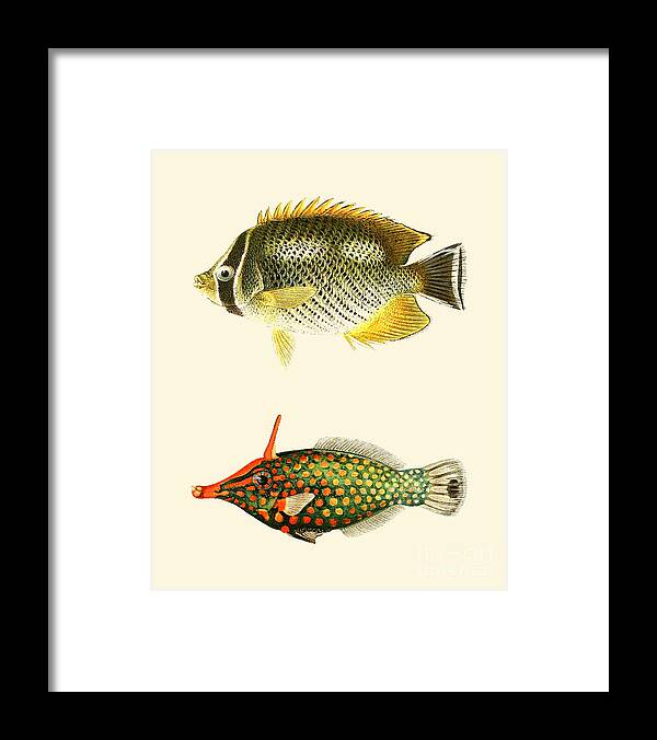Fish Framed Print featuring the digital art Tropical Fish by Madame Memento