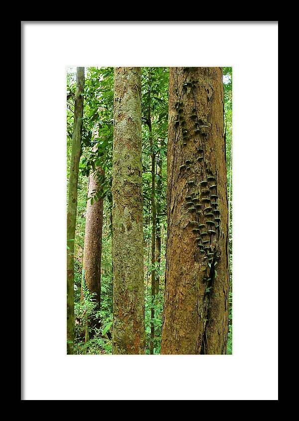 Tropical Forest Framed Print featuring the photograph Tropical Forest 1 by Robert Bociaga
