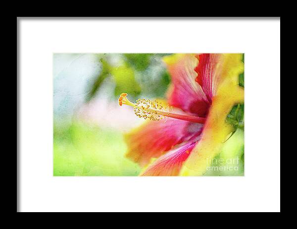 Hibiscus Framed Print featuring the photograph Tropical Hibiscus by Amy Dundon