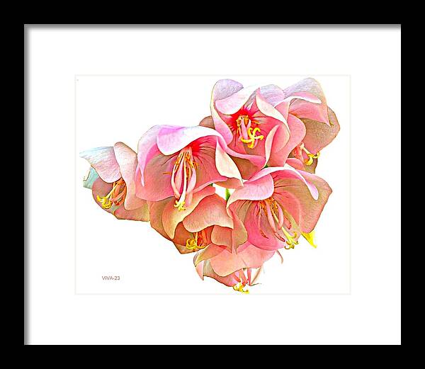 Hydrangea Framed Print featuring the photograph Tropical Hydrangea Pinkball by VIVA Anderson