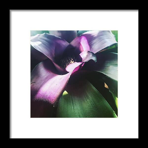  Framed Print featuring the photograph Tropical by Michelle Hoffmann