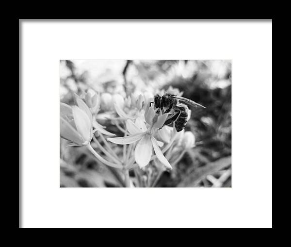 Asclepias Curassavica Framed Print featuring the photograph Tropical Milkweed and a Bee by W Craig Photography