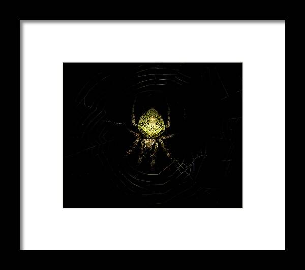Spider Framed Print featuring the photograph Tropical Orb Weaver Spider by Mark Andrew Thomas