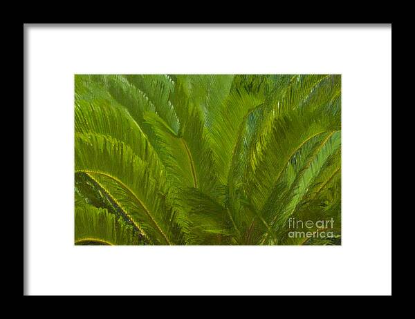 Tropical Framed Print featuring the painting Tropical Sago Palm by Dale Powell