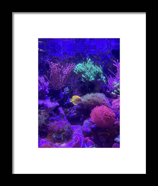 Tropical Framed Print featuring the photograph Tropical Tank by Barbara Von Pagel