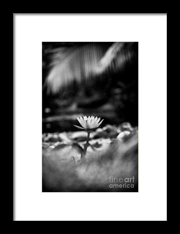 Nymphaea Framed Print featuring the photograph Tropical Water Lily Monochrome by Tim Gainey