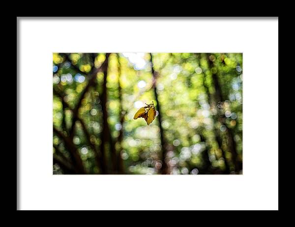 Grass Framed Print featuring the photograph Truly Fall by Susanne Ludwig