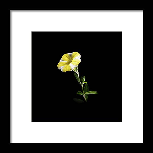 Contrast Framed Print featuring the photograph Trumpet Solo by Kevin Suttlehan