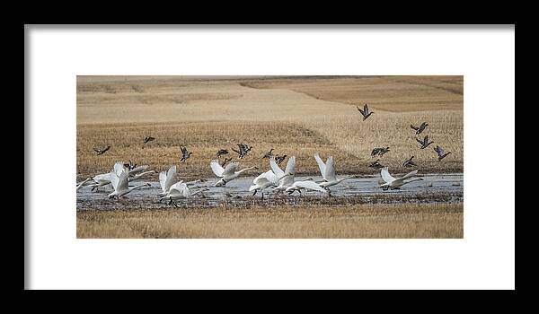 Swans Framed Print featuring the photograph Trumpeter Swans by Bill Cubitt
