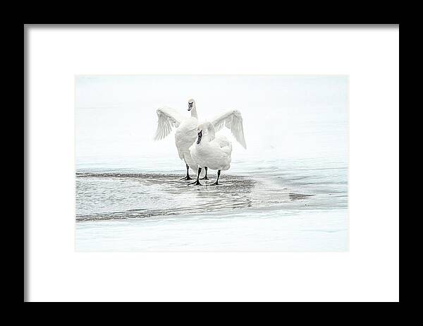 Wyoming Framed Print featuring the photograph Trumpeter Swans, Natural Elegance and Grace by Marcy Wielfaert