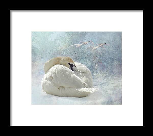 Swan Framed Print featuring the photograph Trumpeter Textures #1 - Swan Feather by Patti Deters
