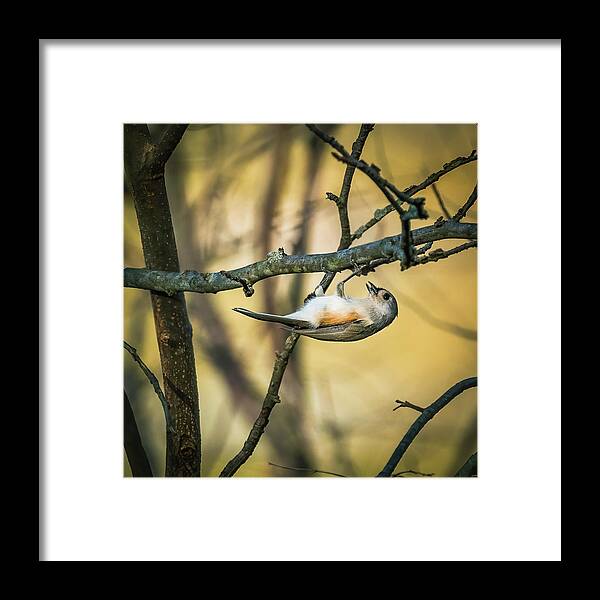 Tufted Titmouse Framed Print featuring the photograph Tufted Titmouse. by Alexander Image