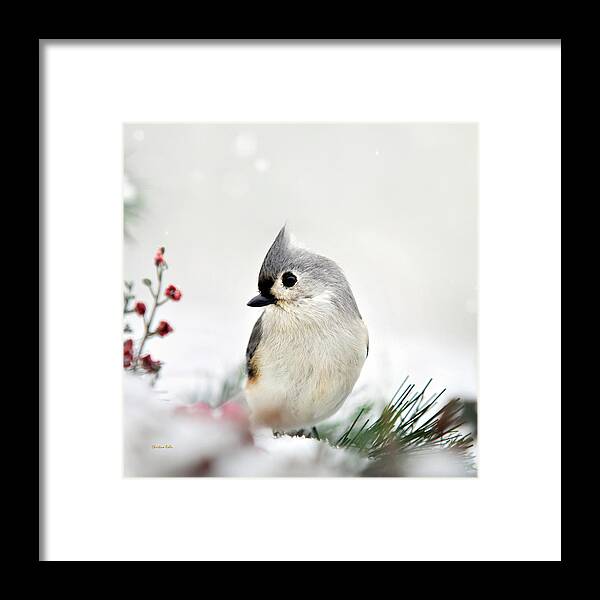 Titmouse Framed Print featuring the photograph Tufted Titmouse Square by Christina Rollo