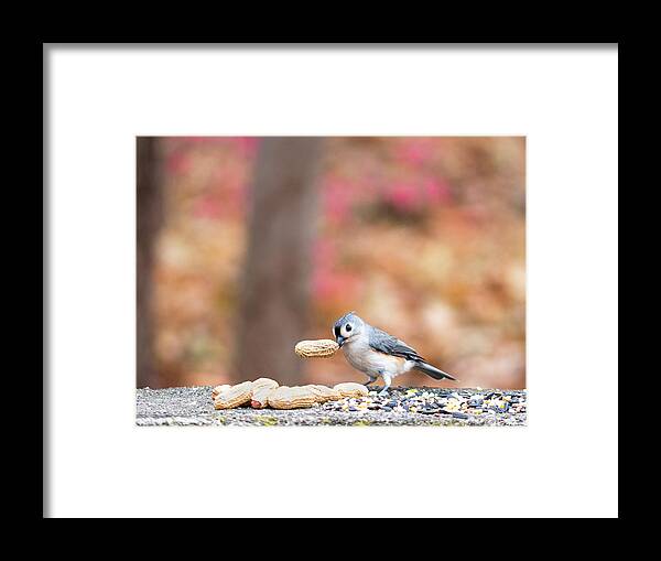 Little Gray Bird Framed Print featuring the photograph Tufted Titmouse with Peanut Cropped by Ilene Hoffman