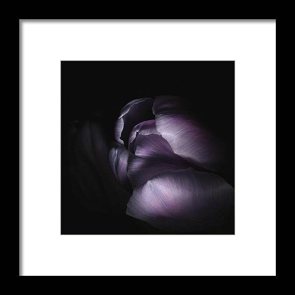 Floral Framed Print featuring the photograph Tulip 040707 by Julie Powell