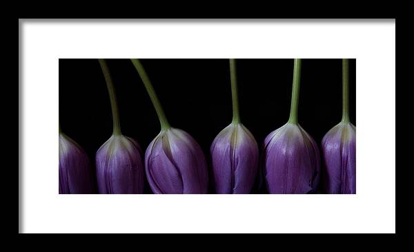 Floral Framed Print featuring the photograph Tulip 1116 2V by Julie Powell