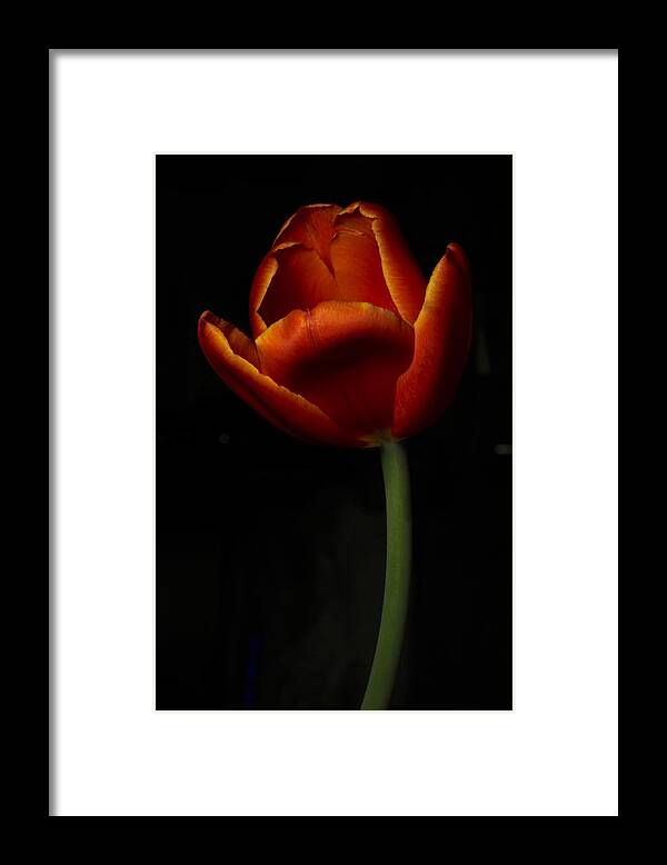 Botanical Framed Print featuring the photograph Tulip 8063 by Julie Powell