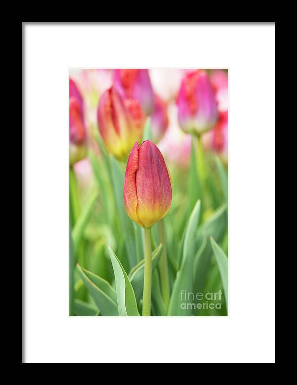 Tulip Framed Print featuring the photograph Tulip Amber Glow Flower by Tim Gainey