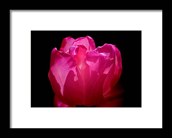 Whispers Of The Heart! Framed Print featuring the photograph Tulip beauty by Bess Carter