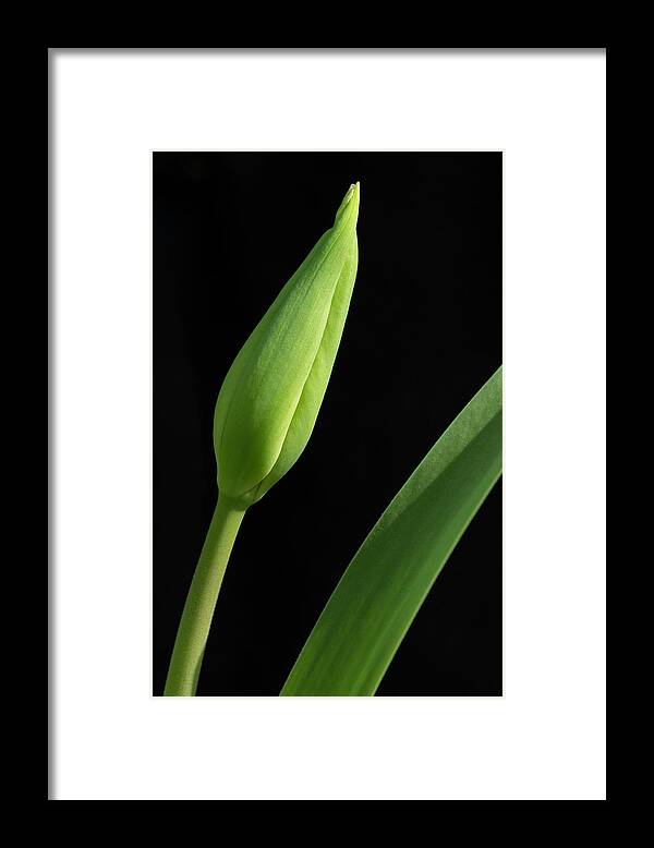 Tulip Framed Print featuring the photograph Tulip Bud on Black by Karen Smale