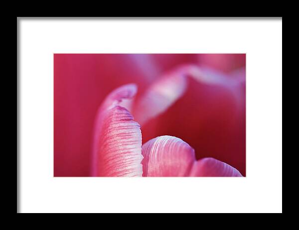 Pink Framed Print featuring the photograph Tulip Detail by Maria Meester