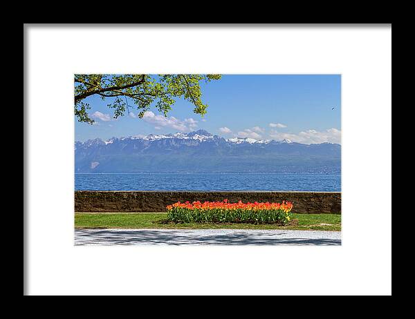 Lake Framed Print featuring the photograph Tulip festival in spring by day, Morges, Switzerland by Elenarts - Elena Duvernay photo