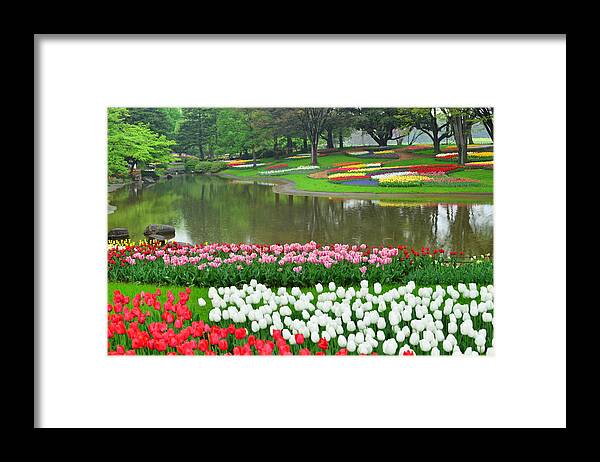 Flowerbed Framed Print featuring the photograph Tulip Flowers at Showa Commemorative National Governmaent Park by Magicflute002